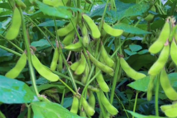 早毛豆怎么种植，初花期要摘心打顶