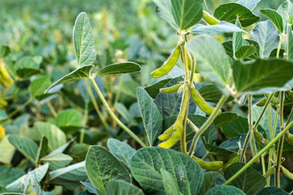 早毛豆怎么种植，初花期要摘心打顶