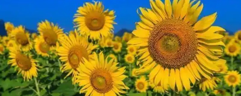 向日葵能送病人吗，可以送病人