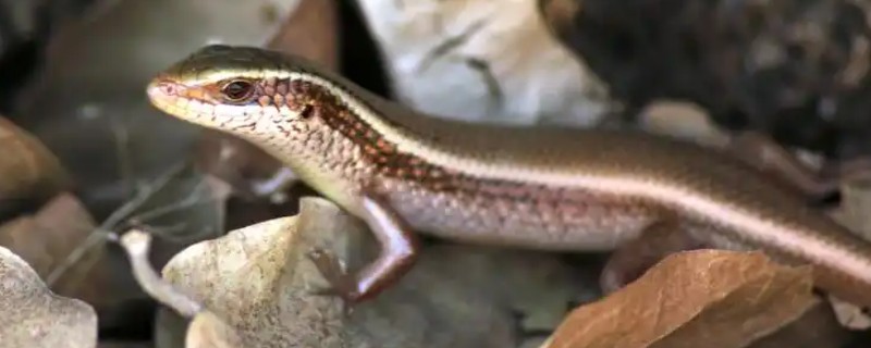 蜥蜴是守宫吗，蜥蜴和守宫并不相同