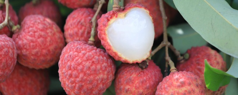 荔枝如何贮运才能保鲜，放在泡沫箱中并加入冰块可保鲜5天左右