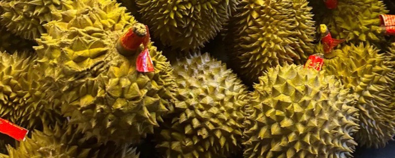 榴莲的成熟时间,在6-12月成熟