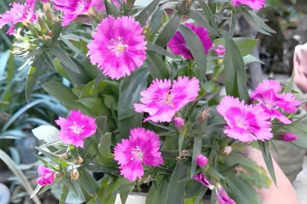 让石竹爆盆的方法，每天保持7-9小时左右的光照