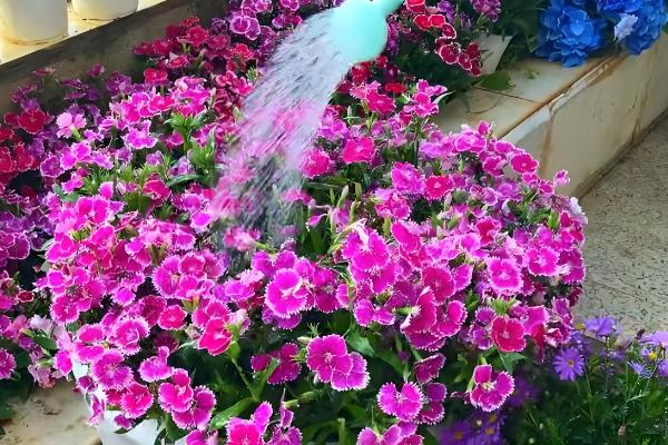 让石竹爆盆的方法，每天保持7-9小时左右的光照