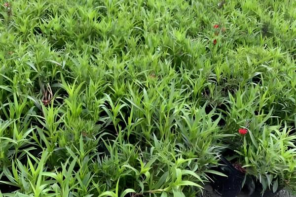 让石竹爆盆的方法，每天保持7-9小时左右的光照