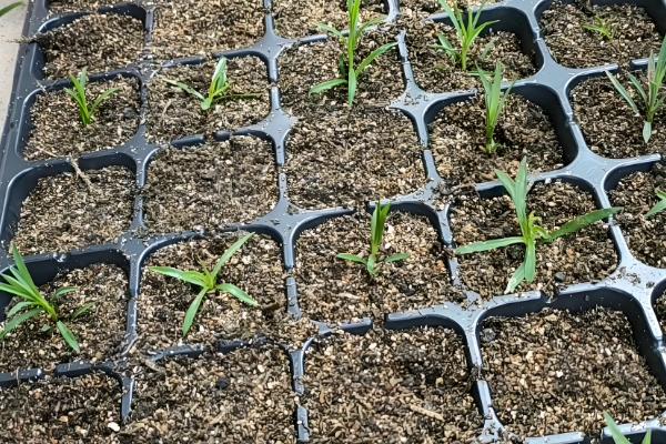 让石竹爆盆的方法，每天保持7-9小时左右的光照