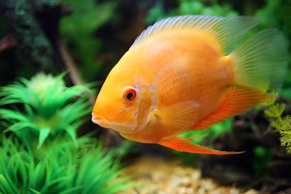 观赏鱼为何不吃东西,低温、水质差、溶氧不够都会造成