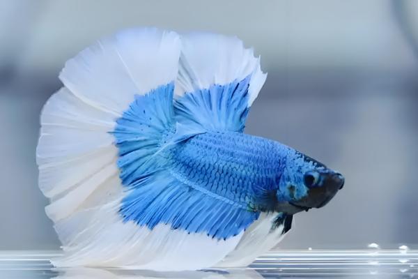 观赏鱼为何不吃东西,低温、水质差、溶氧不够都会造成