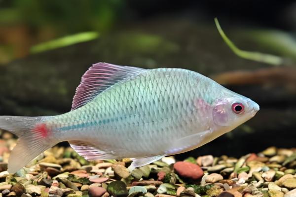 观赏鱼为何不吃东西,低温、水质差、溶氧不够都会造成