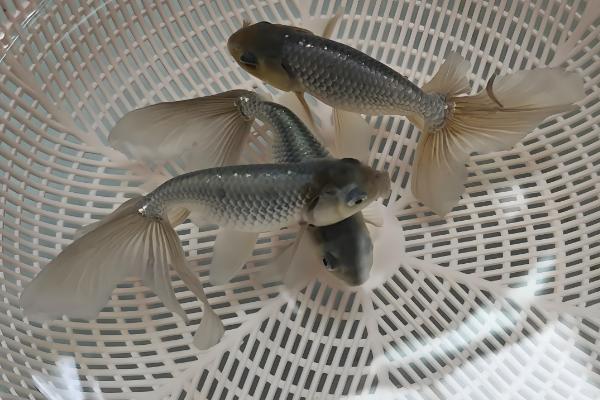 观赏鱼为何不吃东西,低温、水质差、溶氧不够都会造成