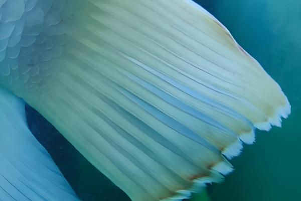 观赏鱼为何不吃东西,低温、水质差、溶氧不够都会造成