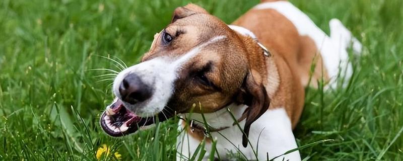 狗狗吃草的原因，可能是肠胃消化不良所致