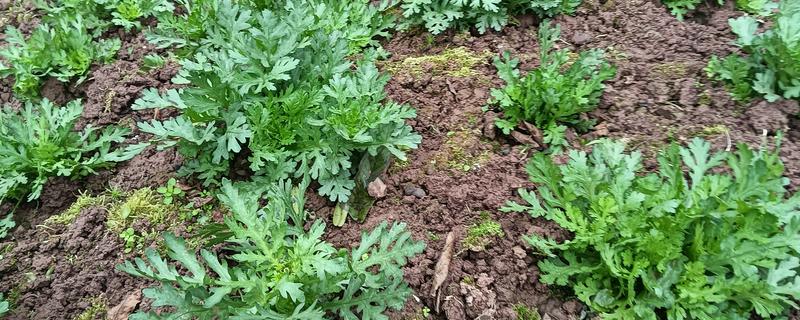 茼蒿的生长温度，需达到8℃左右才能生长