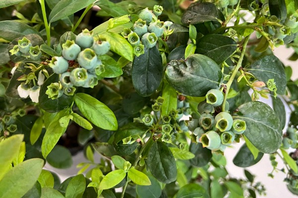 蓝莓花坐果和没坐果的区别，坐果后花冠会脱落