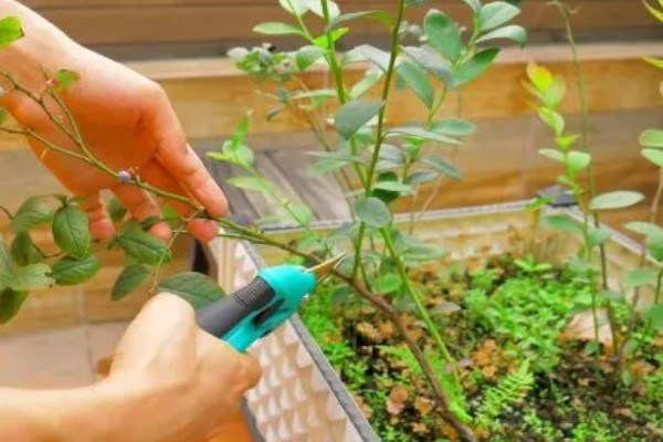 蓝莓花坐果和没坐果的区别，坐果后花冠会脱落