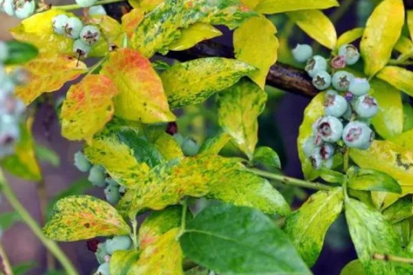 蓝莓花坐果和没坐果的区别，坐果后花冠会脱落