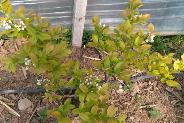 蓝莓花坐果和没坐果的区别，坐果后花冠会脱落