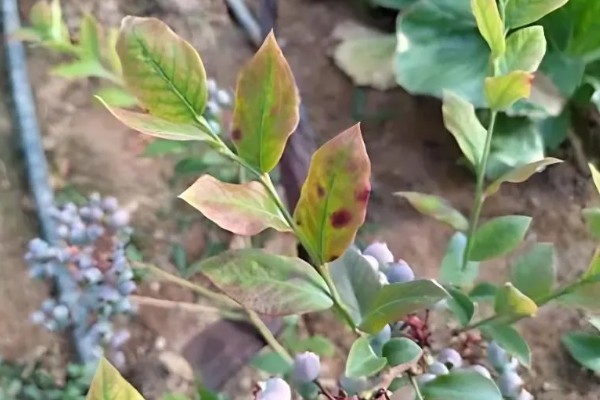 蓝莓花坐果和没坐果的区别，坐果后花冠会脱落