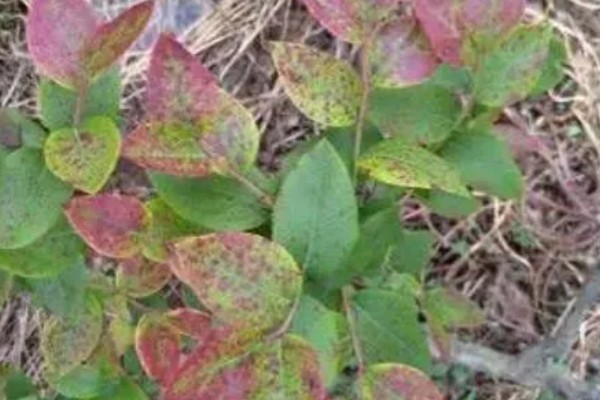 蓝莓花坐果和没坐果的区别，坐果后花冠会脱落