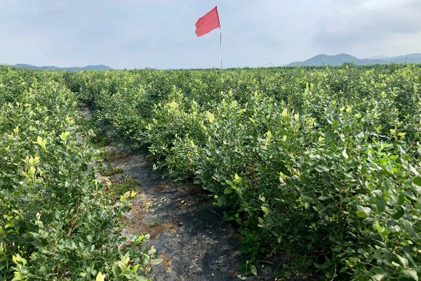蓝莓花坐果和没坐果的区别，坐果后花冠会脱落
