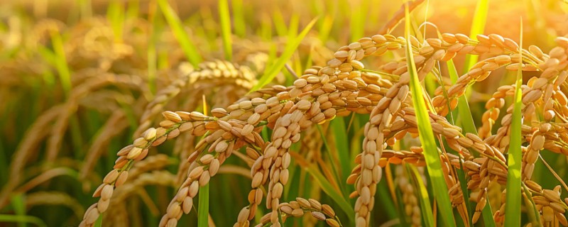 中国农业的哪些领域世界领先，有以下4种
