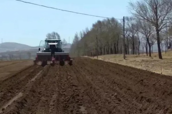蓝莓花坐果和没坐果的区别，坐果后花冠会脱落