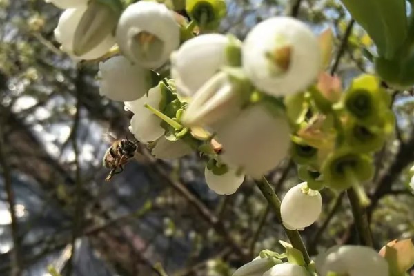 蓝莓花坐果和没坐果的区别，坐果后花冠会脱落