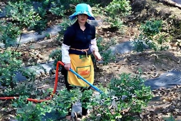 蓝莓花坐果和没坐果的区别，坐果后花冠会脱落