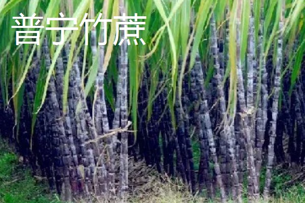 广东潮汕有哪些特产,牛肉丸最具代表性