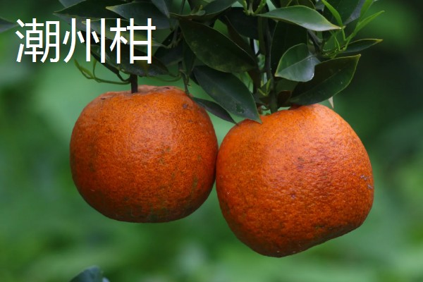 广东潮汕有哪些特产,牛肉丸最具代表性