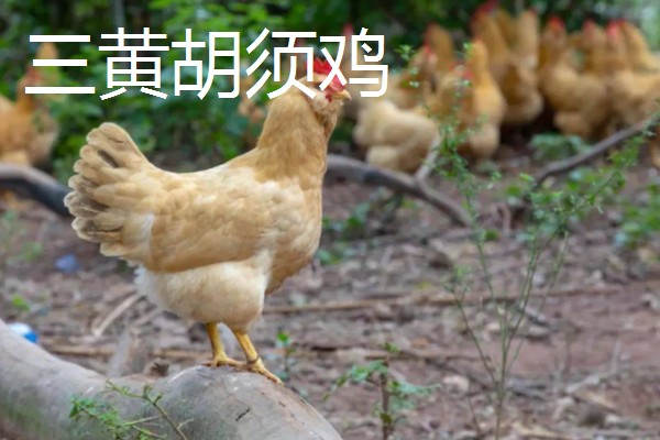 广东潮汕有哪些特产,牛肉丸最具代表性