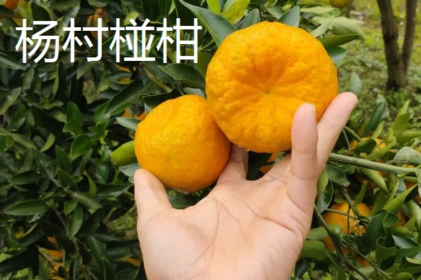 广东潮汕有哪些特产,牛肉丸最具代表性