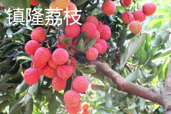 广东潮汕有哪些特产,牛肉丸最具代表性