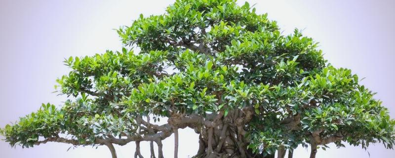 榕树盆景养殖要点，生长期每个月施肥一次