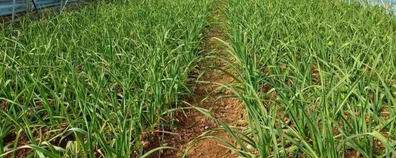 种蒜苗的过程，苗期每天给予充足的光照处