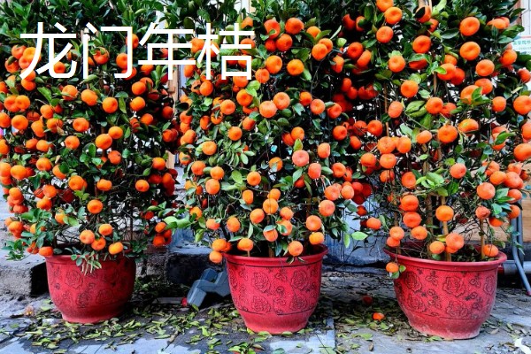 广东潮汕有哪些特产,牛肉丸最具代表性