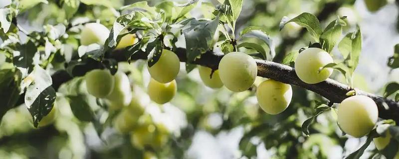 三月李的高产栽培技术，一般施农家肥做基肥