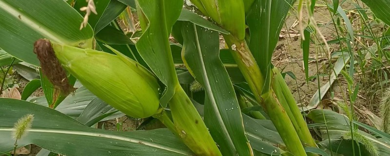 玉米的需水特点，幼苗期需水较少