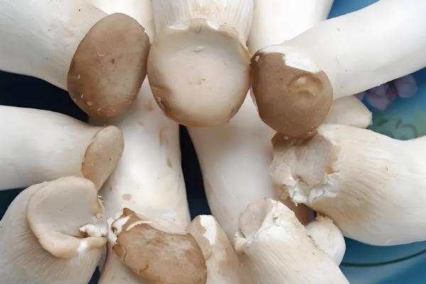 杏鲍菇和鸡腿菇有什么区别，菌盖颜色、形状等方面都不同