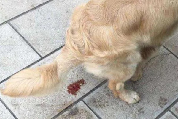 狗狗拉血便的原因,可能是胃肠及内脏疾病所致