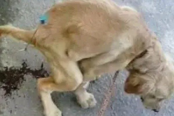 狗狗拉血便的原因,可能是胃肠及内脏疾病所致