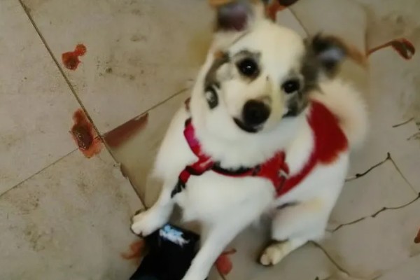 狗狗拉血便的原因,可能是胃肠及内脏疾病所致