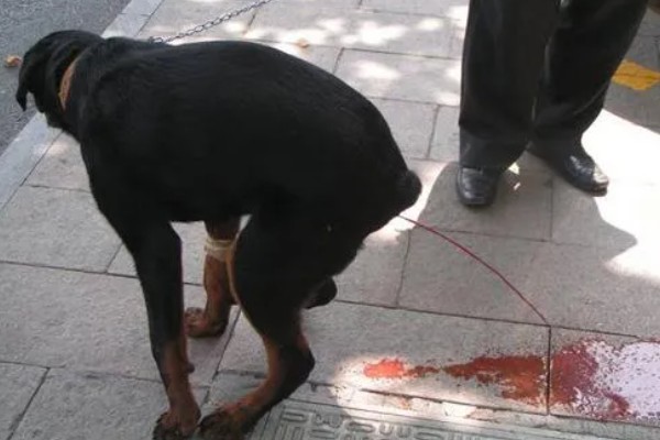 狗狗拉血便的原因,可能是胃肠及内脏疾病所致