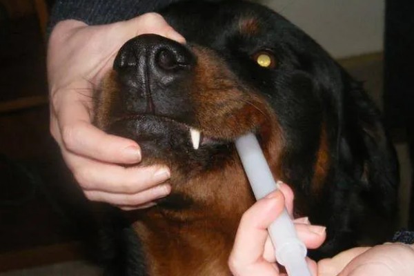 狗狗拉血便的原因,可能是胃肠及内脏疾病所致