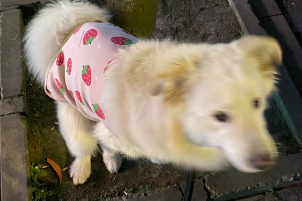 狗狗拉血便的原因,可能是胃肠及内脏疾病所致