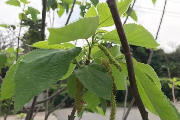 褚树有哪些作用,具有观赏作用