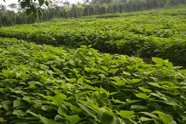 褚树有哪些作用,具有观赏作用