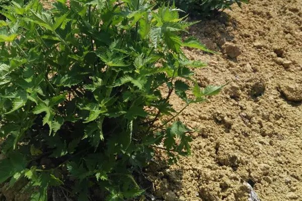 褚树有哪些作用,具有观赏作用