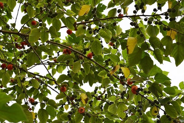 褚树有哪些作用,具有观赏作用