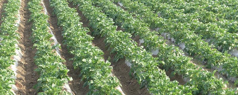马铃薯丰产培育技巧，播种前需要晒种2-3天